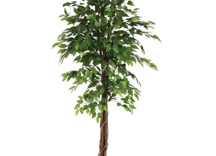 Ficus en maceta A180cm - 110341