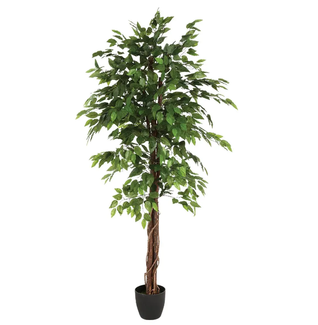 Ficus en maceta A180cm - 110341