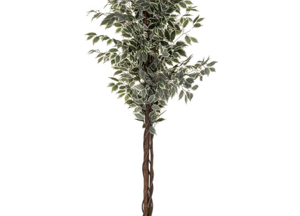 Ficus en maceta A180cm - 110341A