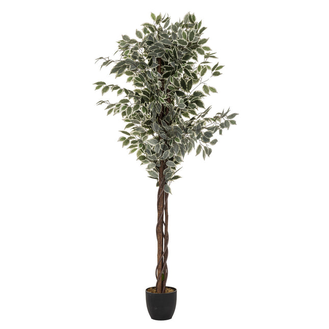 Ficus en maceta A180cm - 110341A