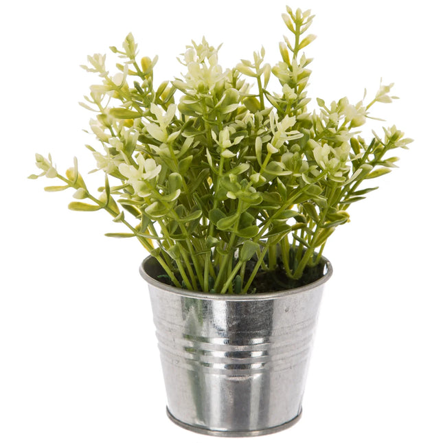 Planta de 8 x 17 cm con maceta de zinc - 114754