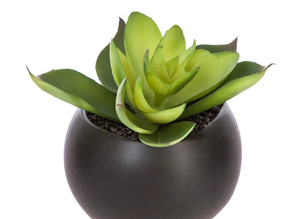 Suculentas a imán D6CM - 114759