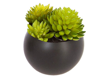 Suculentas a imán D6CM - 114759