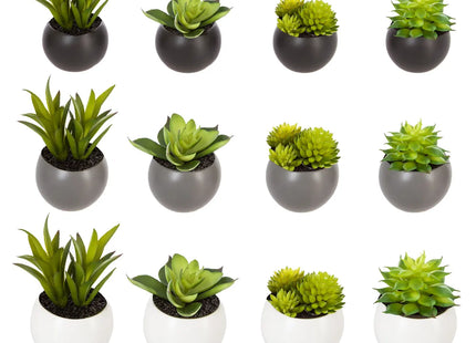 Suculentas a imán D6CM - 114759