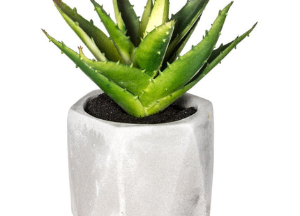 Planta suculenta en maceta A14cm - 114760