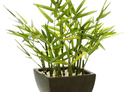 Bambú en maceta, 35 cm de altura - 136751