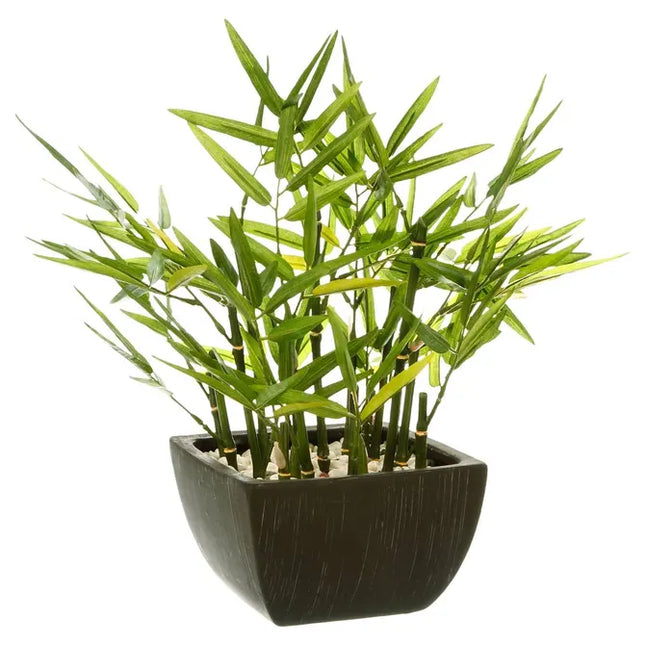 Bambú en maceta, 35 cm de altura - 136751