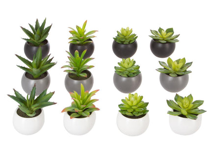 Planta suculenta y maceta de cerámica A13cm - 145000