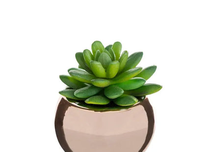 Planta verde en maceta de cerámica, 15 cm de altura - 145000A