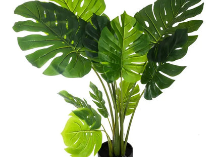 Monstera Philo en maceta, 110 cm de altura - 160037