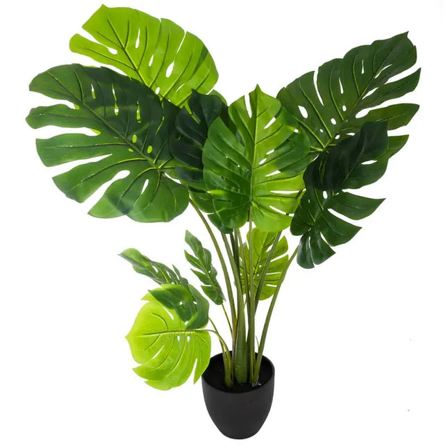 Monstera Philo en maceta, 110 cm de altura - 160037