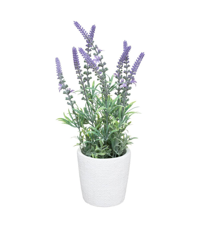 Lavanda en pote de cemento A36cm - 167267