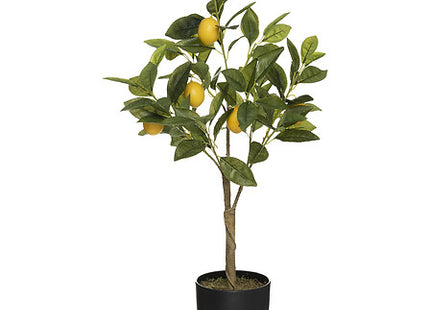 Limonero en maceta Alto 70 cm - 2179314