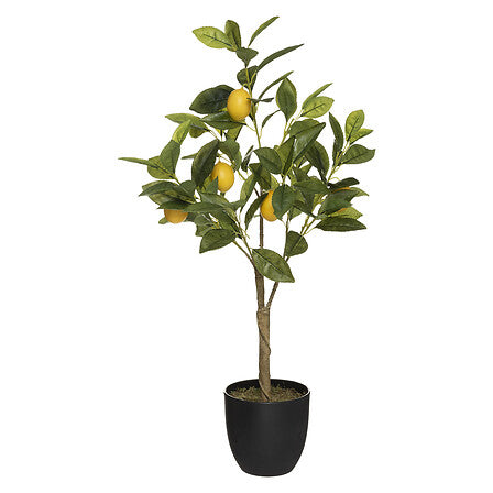 Limonero en maceta Alto 70 cm - 2179314