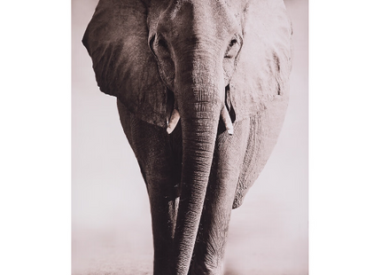 Cuadro enmarcado "Animales" 75x115cm - 185916