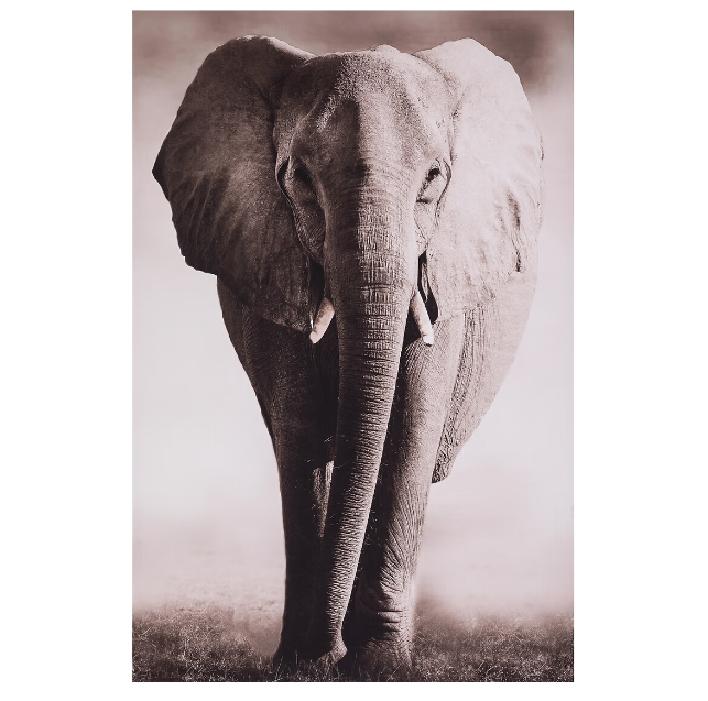 Cuadro enmarcado "Animales" 75x115cm - 185916