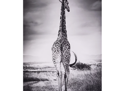 Cuadro enmarcado "Animales" 75x115cm - 185916