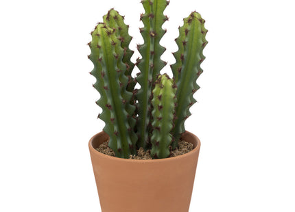 Cactus en maceta de terracota A25cm - 189122