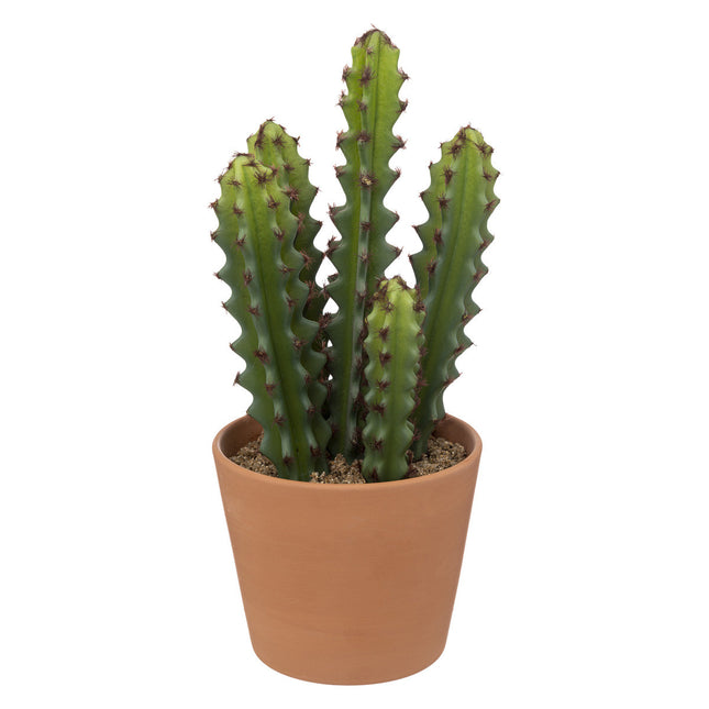 Cactus en maceta de terracota A25cm - 189122
