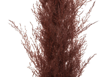 Set de 3 flores secas Pampa D14 x A110cm - 189145