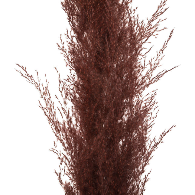 Set de 3 flores secas Pampa D14 x A110cm - 189145