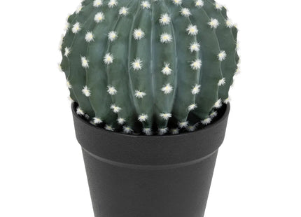 Cactus redondo "Exotic Panama" en maceta de plástico A25cm - 198119