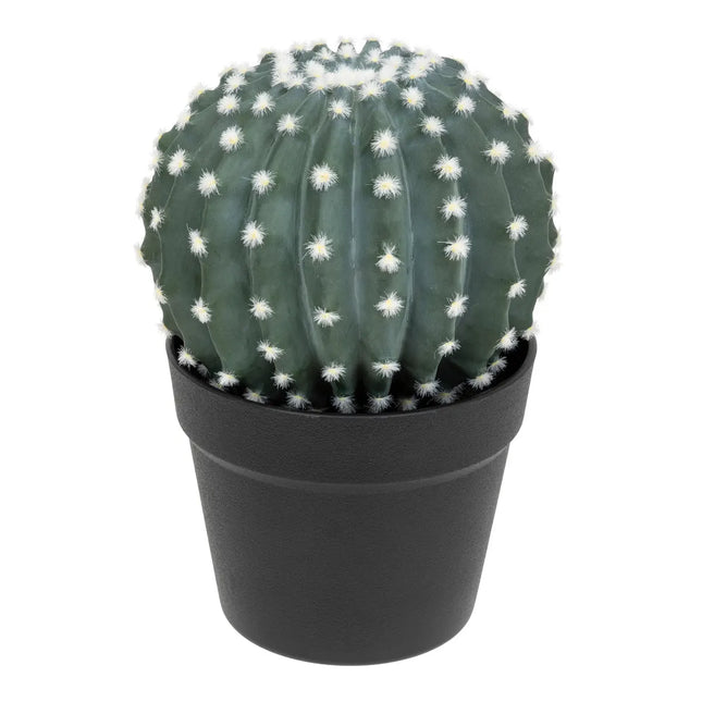 Cactus redondo "Exotic Panama" en maceta de plástico A25cm - 198119