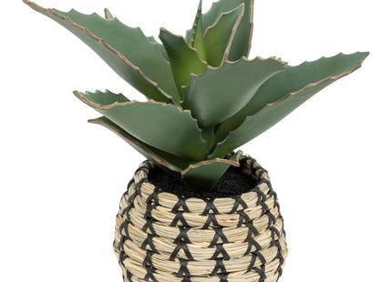 Planta samurái "Pio" A26cm verde - 198120