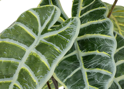 Alocasia artificial en maceta de terracota A43cm - 198138