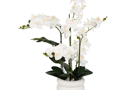 Orquídea "Mick" altura 80 cm con maceta de cerámica blanca - 206610