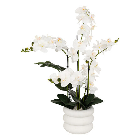 Orquídea "Mick" altura 80 cm con maceta de cerámica blanca - 206610