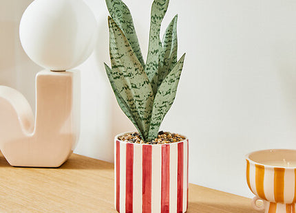 Sansevieria "Chéri" A38 cm con maceta cerámica  - 210126