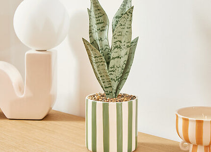 Sansevieria "Chéri" A38 cm con maceta cerámica  - 210126