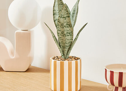 Sansevieria "Chéri" A38 cm con maceta cerámica  - 210126