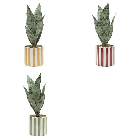 Sansevieria "Chéri" A38 cm con maceta cerámica  - 210126