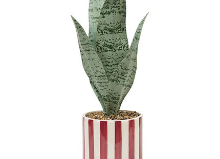 Sansevieria "Chéri" A38 cm con maceta cerámica  - 210126