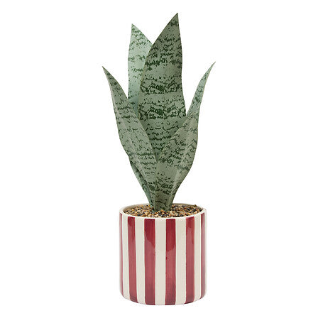 Sansevieria "Chéri" A38 cm con maceta cerámica  - 210126