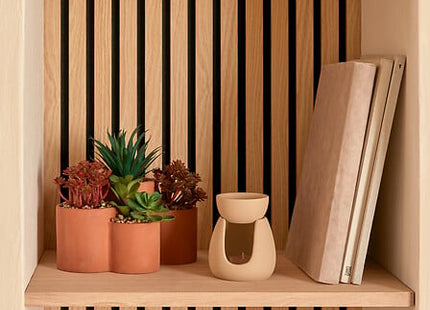 Planta suculenta "Wonj" A20 cm maceta de terracota  - 210147