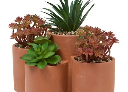 Planta suculenta "Wonj" A20 cm maceta de terracota  - 210147