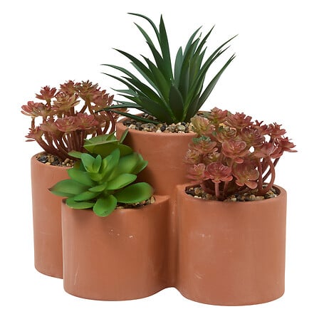 Planta suculenta "Wonj" A20 cm maceta de terracota  - 210147