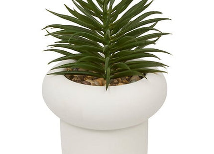 Planta suculenta "Stefi" A15 cm maceta de cemento surtida  - 210231