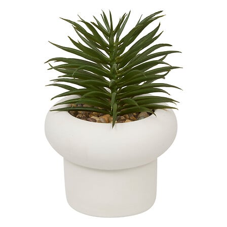 Planta suculenta "Stefi" A15 cm maceta de cemento surtida  - 210231